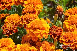 aksamitki-warzywnik-kwiaty