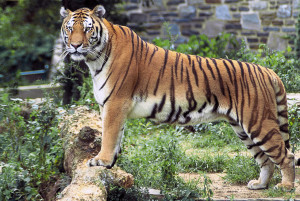 Panthera_tigris_tigris_edited2
