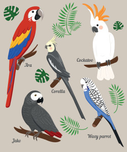 Parrots Cartoon Vector Illustration. Parrot set Exotic birds bird of paradise
